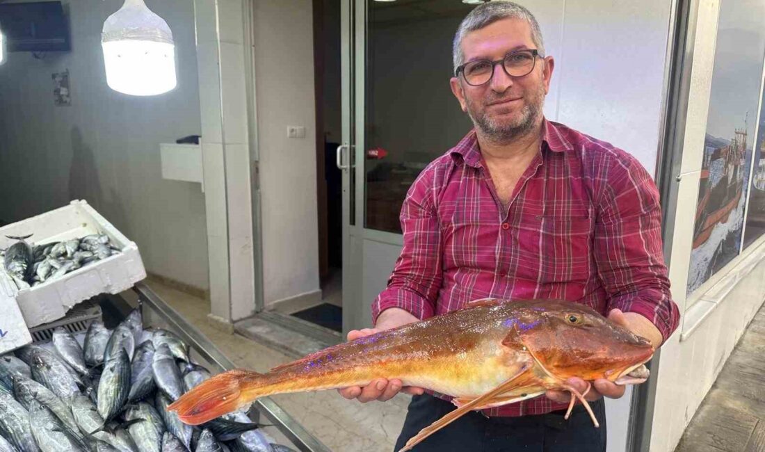 SİNOP'TA BALIKÇILAR AĞLARINA TAKILAN