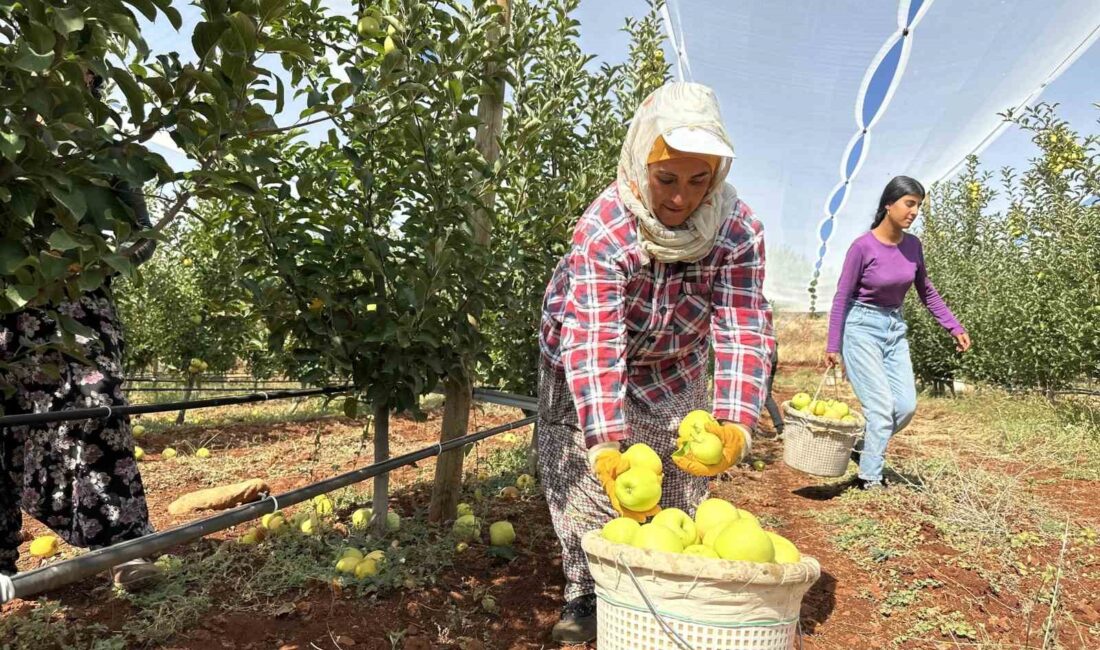 MALATYA'NIN DOĞANŞEHİR İLÇESİNDE ELMA